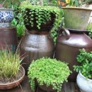 뽑고가리 이미지