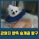 돌봄동물병원(나