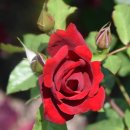 평림댐장미공원 이미지