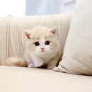 분당고양이분양 고사남 이미지