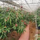 은서농장 이미지