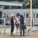 제이앤 당구클럽 | 제주 학생승마체험 후기/제이앤승마클럽