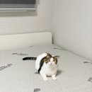 이도라돈 이미지