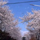 덕동 | [내돈내산] 창원 마산 덕동 벚꽃 포토존 &#34;어위크커피&#34; 방문후기(f.만4세)