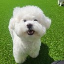 우주펫 - 서구 도안북로118번길 27 | 우주펫