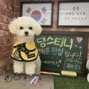 댕스티니 이미지