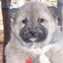 강이랑 아지랑 이미지