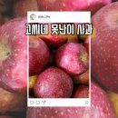 지만농장 | 리뷰 4.2만 개가 증명! 겉은 못난이 속은 과즙 폭발 고씨네농장 가정용 사과
