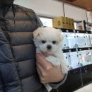 올데이펫 이미지