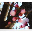 살구꽃공원 이미지