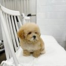 마리켄넬 24시강아지분양 애견분양 애견샵 이미지