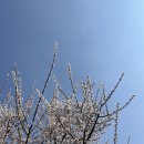 연세이너힐의원 | 편평사마귀 제거 일대기_서울 경기 편평사마귀 성지 찾기_상