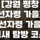 농부오일장 | [제주 세화오일장] 제주 전통 오일장 방문과 로컬 쇼핑
