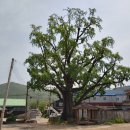 은행나무펜션 이미지