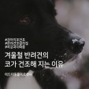아이튼튼동물병원 이미지