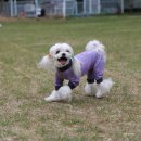 라포레캠핑장 | 강아지 캠핑 아산 라포레 애견동반 캠핑장 체험 후기