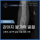 윤신근박사동물병원 | [ 강릉 임당동 동물병원 ] 소형견 강아지 발가락 골절 치료 후기