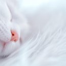 링원 이미지