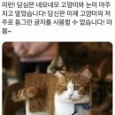 카페안음 네이버블로그