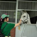 경마장가는길 이미지