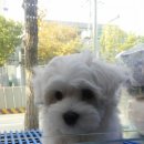 똥깡아지애견샵 이미지