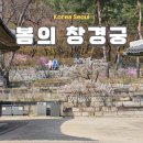 취운정 | 서울 창경궁 봄꽃 사진 찍기 좋은 곳