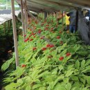 효원농장 이미지