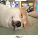 쿠키피시방 이미지