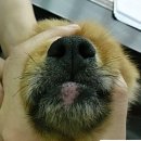 금빛동물수술센터 이미지