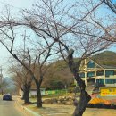 봄날처럼민박 | 4월 국내 여행지 추천 공주 가볼 만한 곳 동학사 벚꽃 축제 일정과 방문 후기