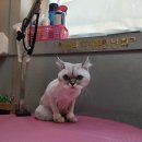 고품개 이미지