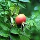 다운인쇄 이미지