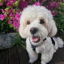 알로하 강아지유치원 호텔 이미지