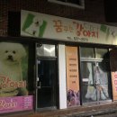 꿈꾸는 강아지 이미지