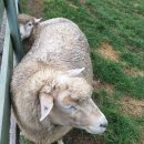 이박목장 이미지