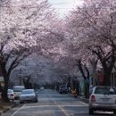 봉산면사무소 Daum카페