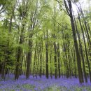 산림기능사 국가기술자격증 이미지