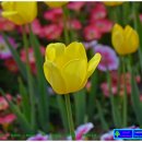 튤립 이미지