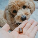 조아독 | 노령견 강아지 관절 영양제, 닥터독 베츠초이스 뉴트리션 J+ 관절영양제 급여 후기