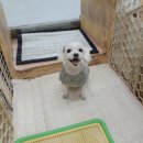 다온애견미용 이미지