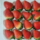 빨간산농장 이미지