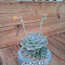 부영다육농장 이미지