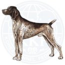 German Shorthaired Pointer FCI Breed Standard 져먼 쇼트헤어드 포인터 FCI 스탠다드 이미지