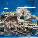 대게마루 이미지