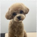 뽀그리독 이미지