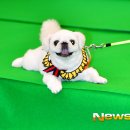 댕댕CLUB 이미지