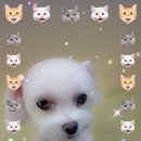 강릉애견하우스