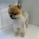 애견미용실 이미지