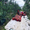 정 농원 이미지