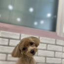 펫살롱 귀요미 이미지